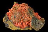 Bright Orange Crocoite Crystal Cluster - Tasmania #171710-2